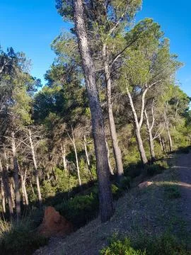 Sunlight Dancing through the Trees Stock Photos