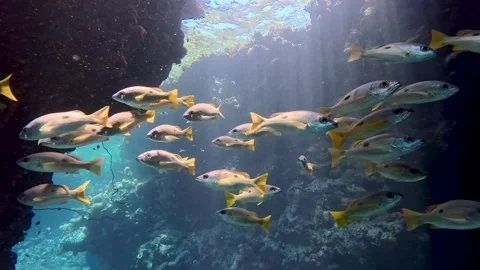 Sunlight dancing in underwater sea cave with shoal of blackspot snapper Stock Footage 316152204