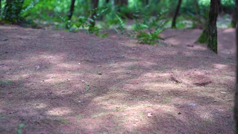 Sunlight Dappled Forest Floor With Natural Light And Shadows in woodland Stock Footage 342331643