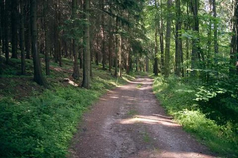 Sunlight Dappled Forest Path Stock Photos