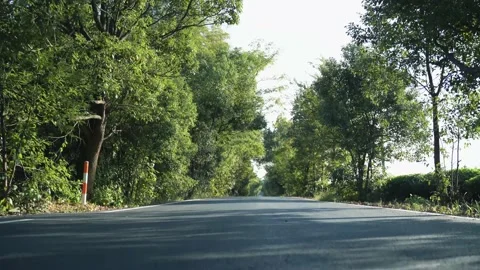 Sunlight dappled the path through the trees. Stock Footage 163592917