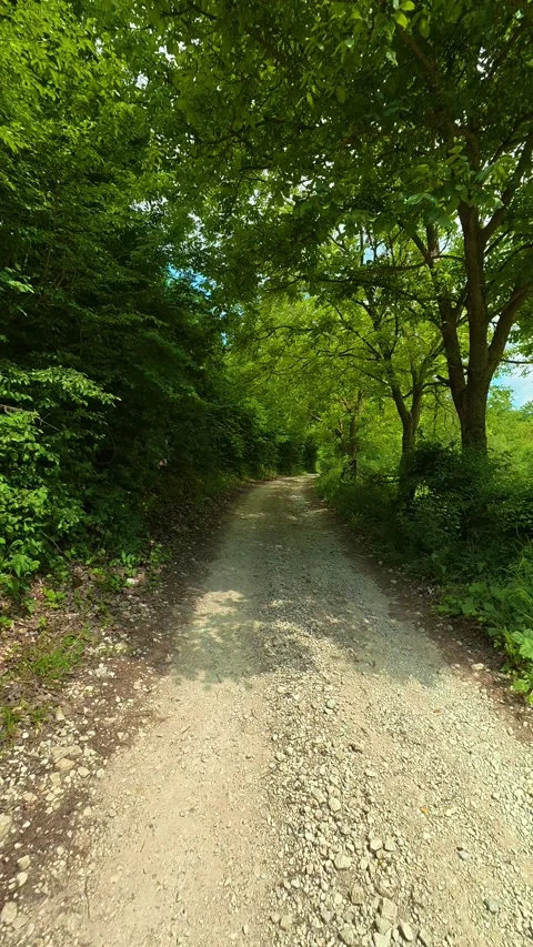 Sunlight dapples gravel path through leafy canopy. Vrmdza Lake, Serbia. Vertical 库存影片 338029001