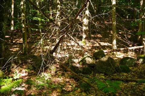 Sunlight dappling through dense forest trees illuminating mossy boulders Fotos Stock