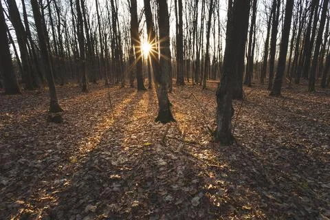 Sunlight in a dark forest with fallen leaves 库存照片