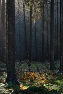 Sunlight in dark forest Stock Photos