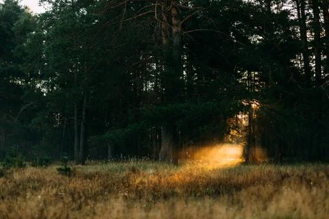 Sunlight in dark forest. Foto stock