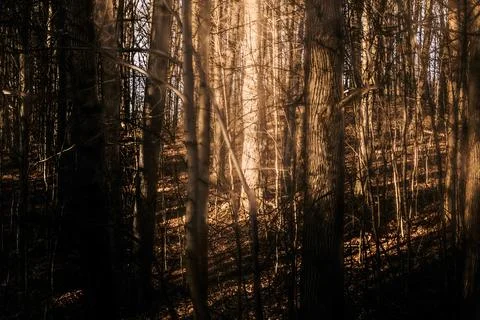 Sunlight in a dark forest Stock Photos