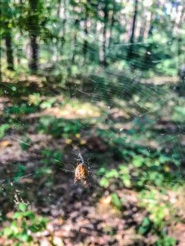 Sunlight on a delicate spider web between the trees in a green forest. Raindr Stock Photos