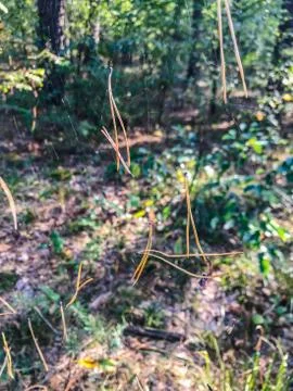 Sunlight on a delicate spider web between the trees in a green forest. Raindr 스톡 사진