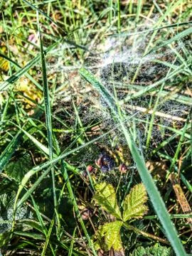 Sunlight on a delicate spider web between the trees in a green forest. Raindr Stock Photos