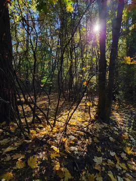 Sunlight in a dense autumn forest Stock Photos