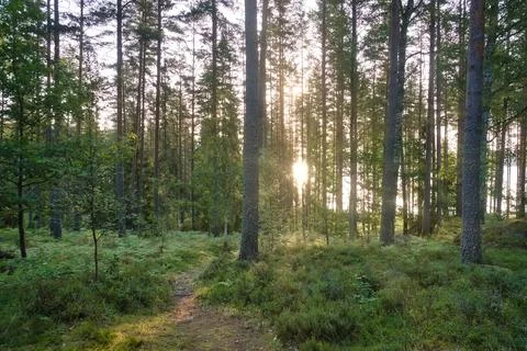 Sunlight in a dense forest with ferns and moss-covered forest floor Stock Photos