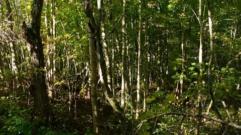 Sunlight in a dense forest, natural background Stock Footage 116809420