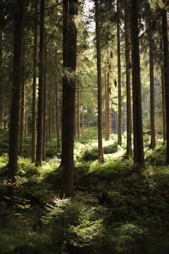 Sunlight in a Dense Forest, Saxony Stock Photos