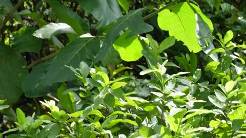 Sunlight on the dense vegetation Stock Footage 316227252