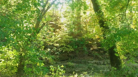 Sunlight Descends into an Autumn Forest Stock Footage 43248513