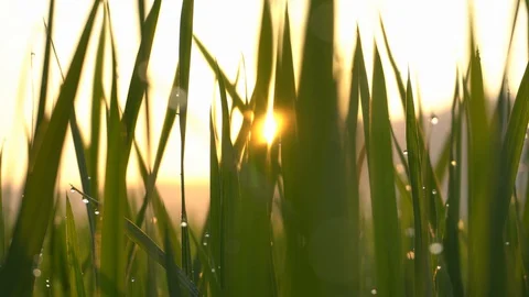 Sunlight diffuse through the green leave Stock Footage 128607252
