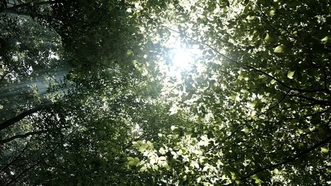 Sunlight Drop Stock Footage 108739825