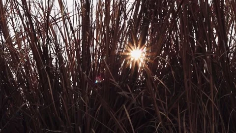 Sunlight with dry grass Stock Footage 171412500