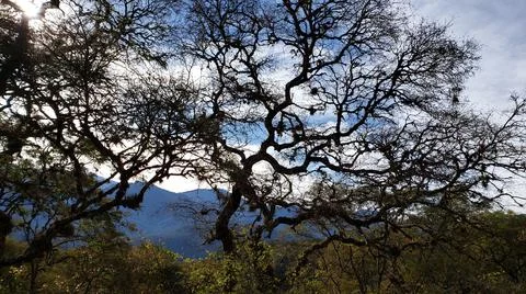 Sunlight on edge of frame refracting through bare tree branches, blue cloudy sky Stock Photos