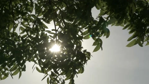 Sunlight effect through leaf foliage at sunset, low angle Stock Footage 141299917