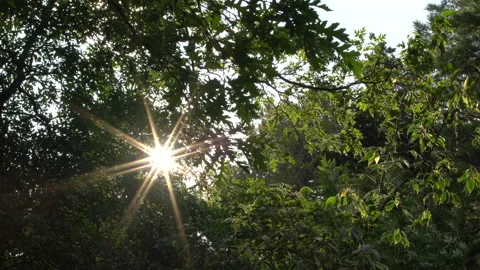 Sunlight effects in the green forest, 4K, DNxHR 스톡 동영상 152989295