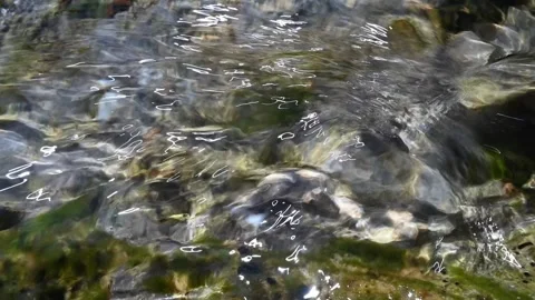 Sunlight effects on swirls from a mountain stream (slow motion) Video stock 219639977