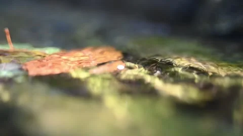 Sunlight effects of water flowing over a leave in a small stream in a forest Stock Footage 260866912