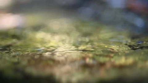 Sunlight effects of water flowing in a small stream in a forest Stock-Footage 260866888