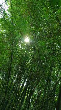 Sunlight Emerging Behind Bamboo Leaves Stock Photos
