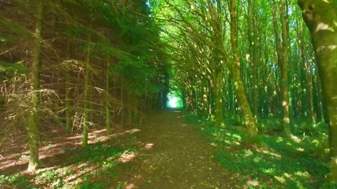 Sunlight at the end of forest tree tunnel path in Ireland Stock Footage 340435429
