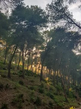 Sunlight entered among the pine forests Stock Photos