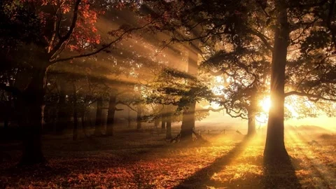 Sunlight enters the forest 스톡 동영상 222910940