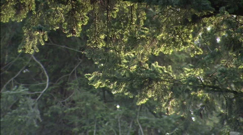 Sunlight on Evergreen Branches Stock Footage 632684