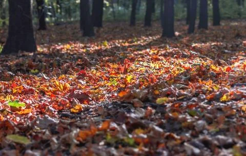 Sunlight on fall leaves Stock Photos
