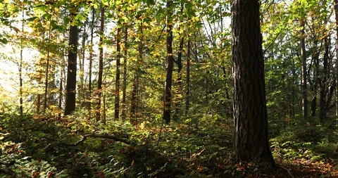 Sunlight in Fall season forest 動画素材 97463463