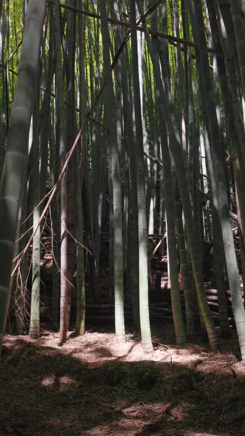 Sunlight Falling on the Floor of a Dark Bamboo Forest (Vertical) Stock-Footage 347272588