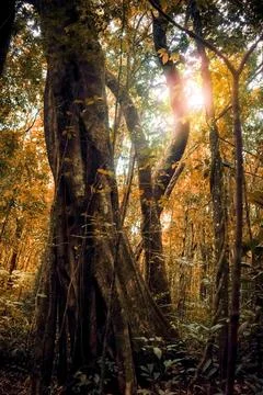 Sunlight falling on Indian rainforest trees, beautiful background for print.. Stock Photos