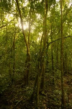 Sunlight falling on Indian rainforest trees, beautiful background for print.. Stock Photos