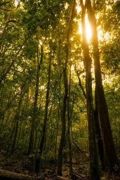 Sunlight falling on Indian rainforest trees, beautiful background for print.. Stock Photos