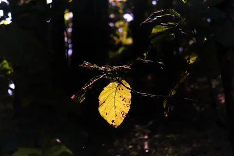 Sunlight falling on a leaf of a teak plant making it yellow in the jungle o.. Stock Photos