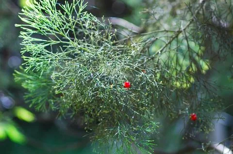 Sunlight falling on a single red berry on a tree. Stock Photos