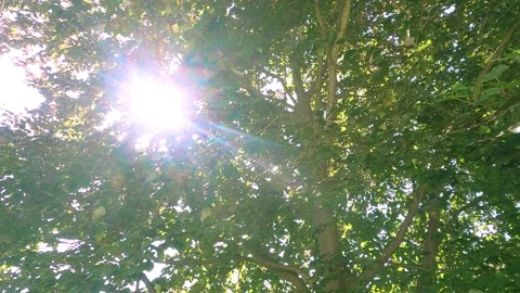 Sunlight falling through leaves - tracking shot under a tree Vidéo 157505099