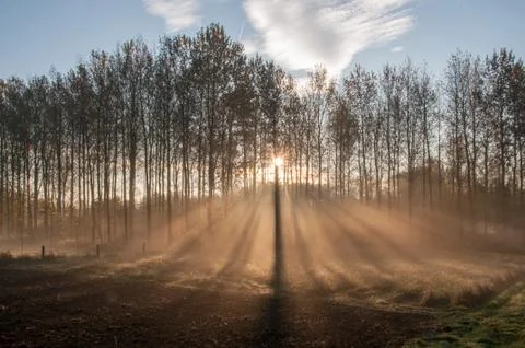 Sunlight falling through the trees Stock Photos