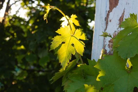 Sunlight Falling On Wet Grape Leaves In Vineyard Stock Photos