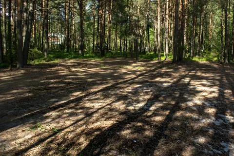 Sunlight falls to the ground through the crowns of pine trees. A game of shadows Stock Photos