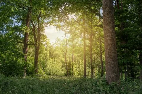 Sunlight falls through a lush forest Fotos de archivo