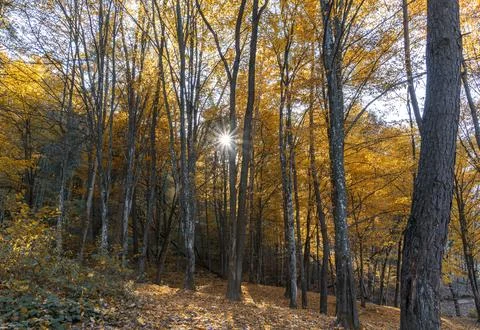 Sunlight falls through the trees Stock Photos