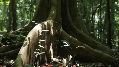 Sunlight Falls on Tree Roots in Primary Rainforest Stock Footage 195278905