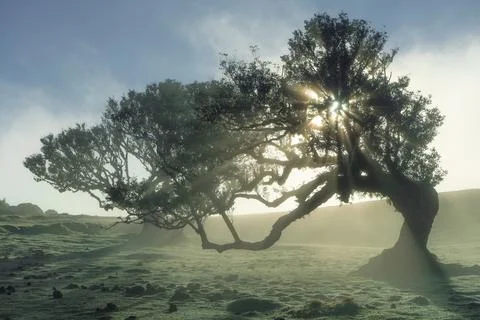 Sunlight filter through old twisted trees on a misty morning in a verdant, .. Stock Photos